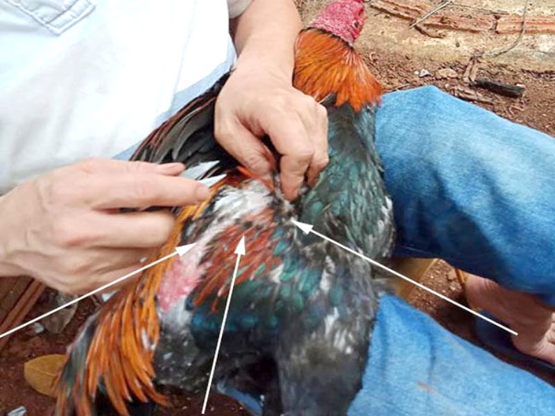 Hướng dẫn cắt tỉa lông gà chọi đơn giản