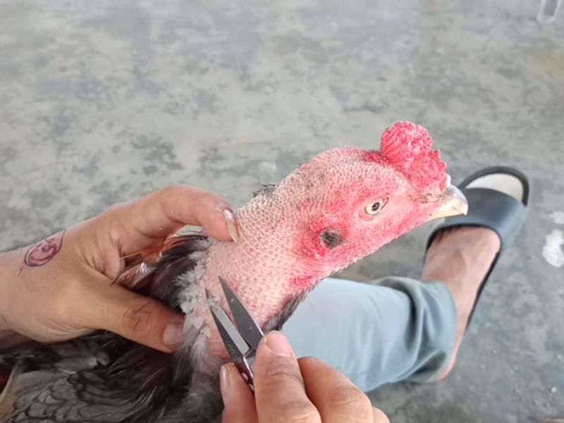 Kéo cắt lông gà là gì?
