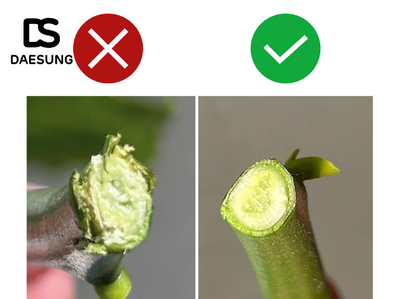 Kéo tỉa cành và 5 sai lầm thường gặp 1